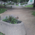 Un parc avec pleins d'écureils