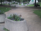 Un parc avec pleins d'écureils