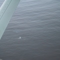 Une baleine vue d'hydravion, pas banal !!