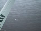 Une baleine vue d'hydravion, pas banal !!